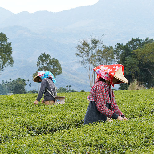 Tea Industry